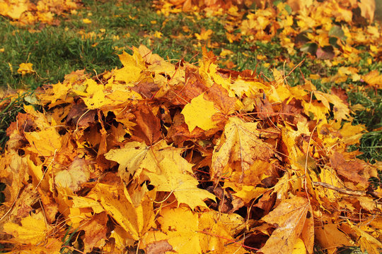 Pile of fallen leaves in autumn park. Fall background