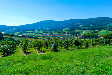 Viñedos de la localidad costera de Bakio, Vizcaya, País Vasco