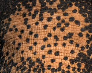 Textures and skins of Asian elephants.