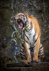 Fototapeta na wymiar The Indochinese tiger is roaring.