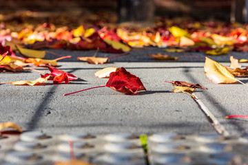 Fallen Autumn leaves