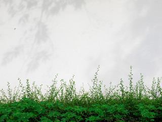 shadow of the leaves on a white wall with green plant