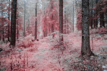Panele Szklane  Las w podczerwonej mgle. Różowy