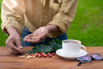 Close up of man hand worker picking coffee seed on wooden table near coffee cup, selective focus at coffee cup