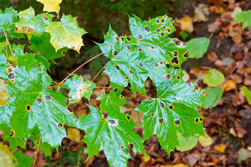 Autumn green leaves. Green leaves of a maple tree with black spots in autumn.