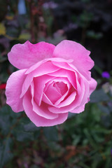 autumn roses in the garden at sunrise