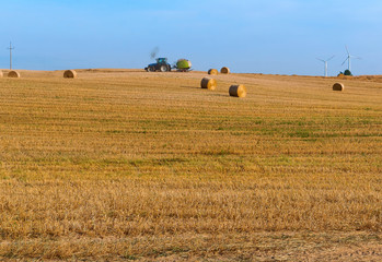 Obraz premium Twisted hay in the field. Bundles of hay. Fields with twisted haystacks.