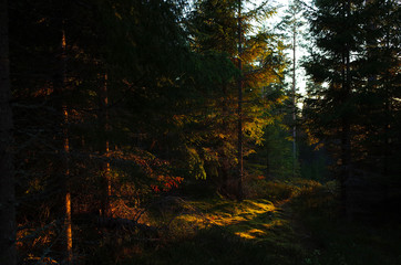 Sunset lights in spruce tree forest, Nature of Sweden, Along the hiking trail Bruksleden