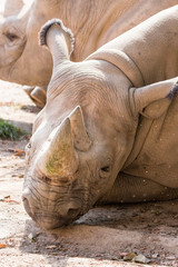 Fototapeta premium Szczegóły głowy nosorożca leżącego.