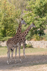 Giraffa camelopardalis - in full size.