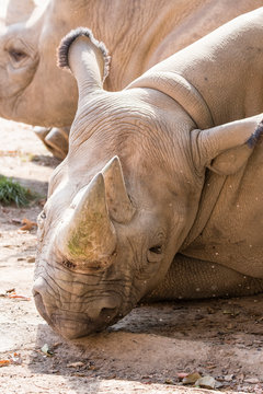 Detail of a rhinoceros head lying.