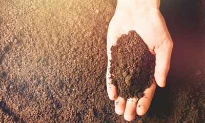 Soil in hand, palm, cultivated dirt, earth