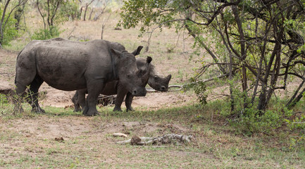 Pair of Rhino, Rhinoceros, walking to right, both displaying rhino horns.  With green foliage in forefront. Kruger National Park, South Africa