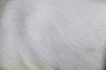 macro white goat hair © srckomkrit