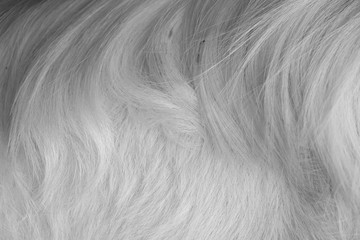 macro white goat hair © srckomkrit
