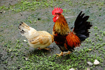 cock