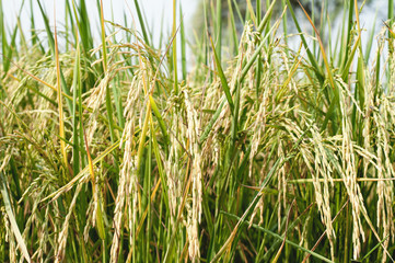 The paddy crops ears in the field