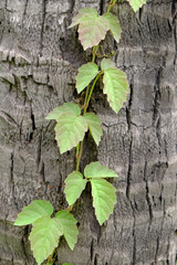 Tree bark with ivy climbing