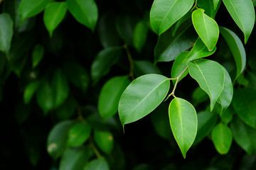 green leaf closeup