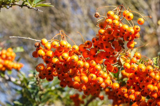 Baies de buisson ardent