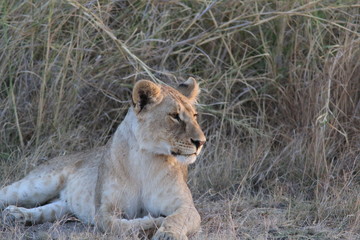 Fototapeta na wymiar Young lioness in Kenya