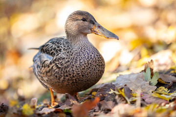 Fototapeta premium Mallard Duck. Portrait of female Mallard duck (Anas platyrhynchos) standing on autumn colored leafs.