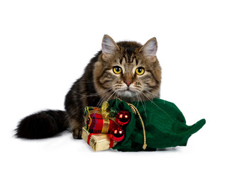 Cute black tabby Siberian cat kitten laying behind a green christmas bag filled with presents and red balls, looking very focussed with bright yellow eyes. Isolated on white background.