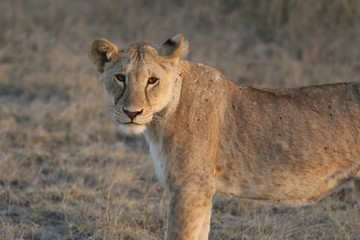 Young lioness in Kenya