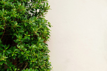 background texture from a white wall with parallel horizontal lines and green plants