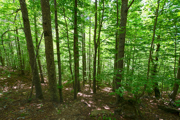 Obraz premium Forest with very tall trees and sunlight to the background in the Ordesa National Park, Spain. Landscape.