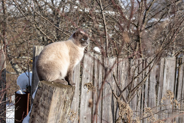 A beautiful Siamese cat sits on a crooked wooden post and in the sun, against the background of an...