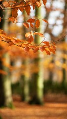 Autumn colored background of leaves and trees.