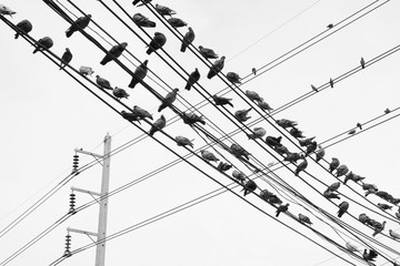 Group of pigeon on an electric wire isolated on white background