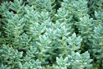 sedum treleasei succulent plant with pale blue green, thick and fleshy leaves, many plants growing in the garden, leaves occupy the whole picture 