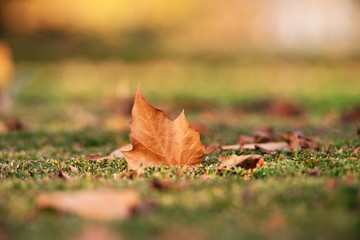 Autumn colored background of leaves and trees.