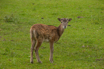 Junges Mufflon (Ovis gmelini musimon)