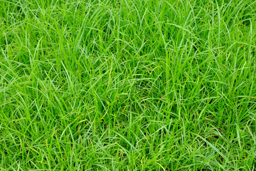 green grass texture