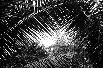 Obraz premium beautiful palms leaf on white background