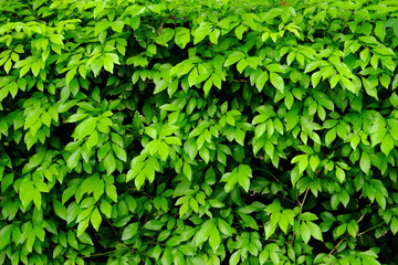 green leaf bush