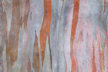 Colorful abstract pattern of old Eucalyptus tree bark