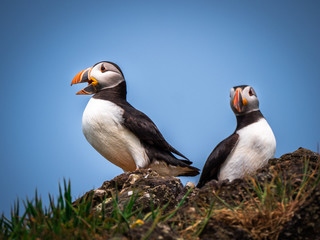 Pair of Puffins