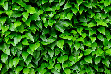 leaf and bush plant wall
