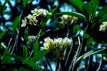 Obraz premium Beautiful of white Plumeria flowers outdoor at Chiang Mai,Thailand.