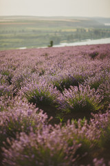 Fototapeta na wymiar summer lavender field in bloom