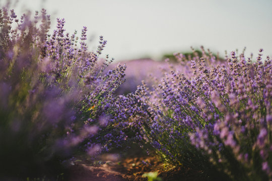 summer lavender field in bloom
