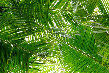 coconut leaves background