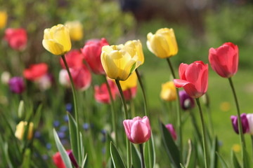 red and yellow tulips in the garden