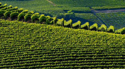 Vineyards near Barolo, Cuneo, in Langhe