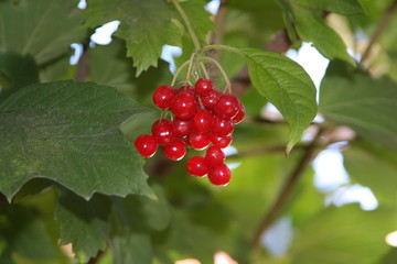 Fototapeta premium berry