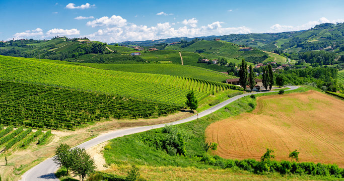 Vineyards near Barbaresco, Cuneo, in Langhe